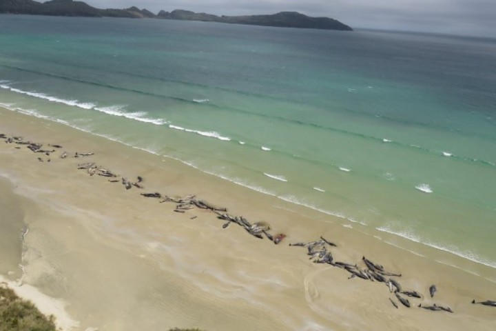 Pourquoi autant d’animaux marins s’échouent-ils sur nos plages ?